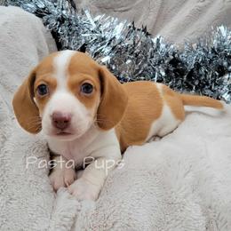 AKC Chorizo - Red male Dachshund puppy in Texarkana, Arkansas from Pasta Pups Miniature Dachshunds