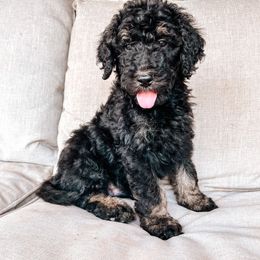 Goldendoodle Puppies from AZ Desert Doodles