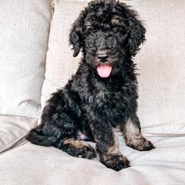 Goldendoodle Puppies from AZ Desert Doodles
