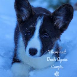 American Corgi and Cardigan Welsh Corgi Puppies from There and Back Again Corgis