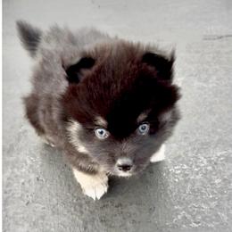 Katie - Black female Pomsky puppy in Long Grove, Illinois from Windy City Pomsky
