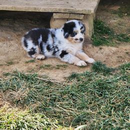 Girl 1 - Australian Shepherd puppy in Crooksville, Ohio from VanHorn Australian Shepherds