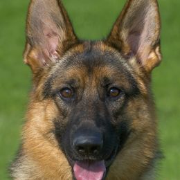 Daphne - German Shepherd