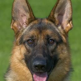 Daphne - German Shepherd