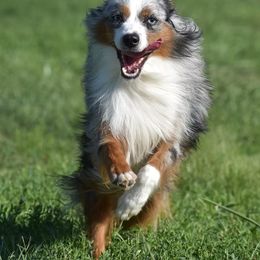 Early - Miniature Australian Shepherd