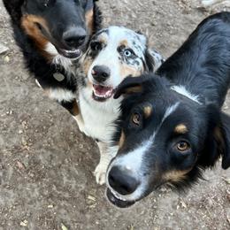 Australian Shepherds from Amandas Aussies