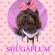 Shuga