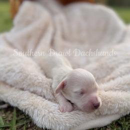 Louise - Cream female Dachshund puppy in Colbert, Georgia from Southern Drawl Dachshunds