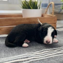 Pebble Beach - White and black female Bordoodle puppy in Valley Center, California from Circle R Valley Bordoodls