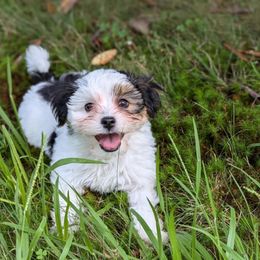 Havanese puppies from Narwyn Havanese