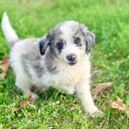Charlie - Blue merle male Aussiedoodle puppy in Eastman, Georgia from Dood B Ranch