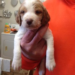 Brittany Puppies from Jacquie Jolly