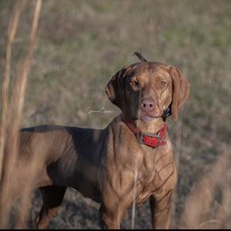 Vizsla All Grown Up from Waymaker Vizslas
