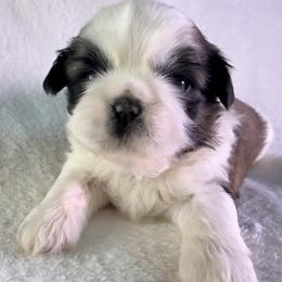 Carmello - Red and white female Shih Tzu puppy in Winston Salem, North Carolina from Little Miracles Shih Tzu