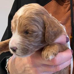 Maddie - Tri-color female Labradoodle puppy in Kimball Township, Michigan from Kelly’s Doodles