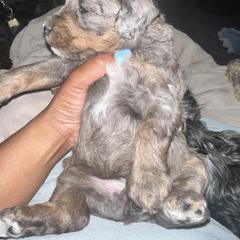 Aussiedoodle, Australian Mountain Doodle, Bernedoodle, Cavapoo, and Goldendoodle Puppies from CocoLove Doodles