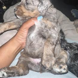 Aussiedoodle, Australian Mountain Doodle, Bernedoodle, Cavapoo, and Goldendoodle Puppies from CocoLove Doodles