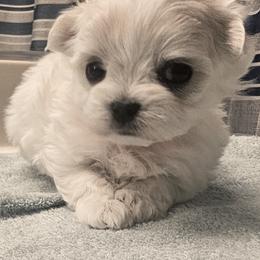 Maltese Puppies from T&C Maltese