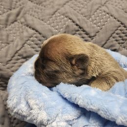 French Bulldog Puppies from Honey Hole Frenchies