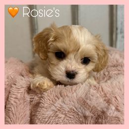 Girl 3 - Blenheim female Cavachon puppy in Smoot, Wyoming from Designer Mountain Mutts