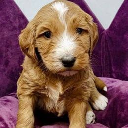 Green Female - Apricot female Goldendoodle puppy in Great Falls, Montana from Montana Goldendoodles