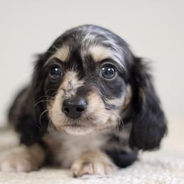 Vincent - Dapple male Dachshund puppy in Alto, Texas from Prima Dachshunds