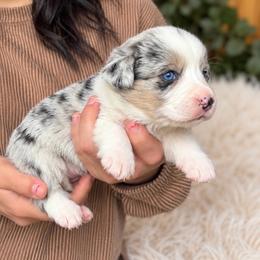 Clay - Blue merle and white male Cardigan Welsh Corgi puppy in Kerens, West Virginia from Leather & Lace