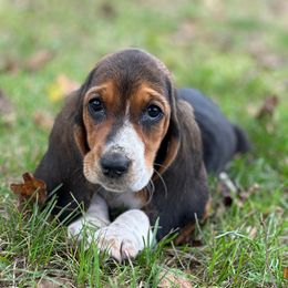 Bright orange collar female - Black brown and white female Basset Hound puppy in Lindley, New York from Hill Top Basset Hounds & Cane Corso