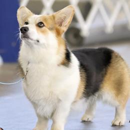 Pembroke Welsh Corgi puppies from Kalypso Corgis