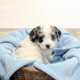 Bandit - Merle male Goldendoodle puppy in North Branch, Michigan from Graceful Miniature Goldendoodles