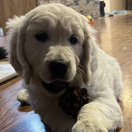 Buster - Light golden male Golden Retriever puppy in Douglas, Wyoming from White River Retrievers