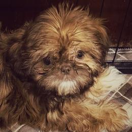 Brandy - Red female Shih Tzu puppy in Victorville, California from RUMBLE n TUMBLE