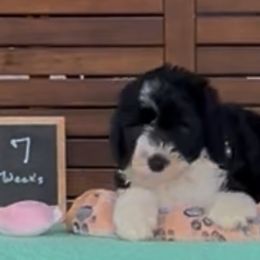 Cadillac - Black and white female Sheepadoodle puppy in Glen Rose, Texas from Clevenger’s Sheepadoodle Fur Baby Farm