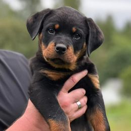 Rottweilers from Juggernaut Rottweilers