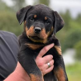 Rottweilers from Juggernaut Rottweilers
