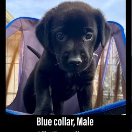 Labrador Retriever Puppies from Bluegrass Labradors