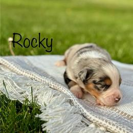 Rocky - Blue merle male Australian Shepherd puppy in Beaverdam, Virginia from Cimmarun Farm Aussies