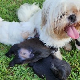 Shih Tzu Puppies from Keepin' it X-tra Shih-Tzu