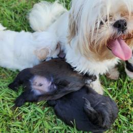 Shih Tzu Puppies from Keepin' it X-tra Shih-Tzu