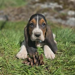 Saphire- blue collar - Black brown and white male Basset Hound puppy in Valley, Washington from Peaceful Valley Paws