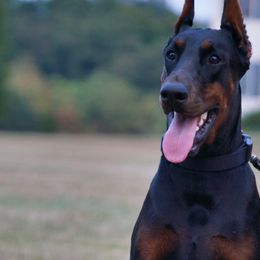 Mama - Doberman Pinscher