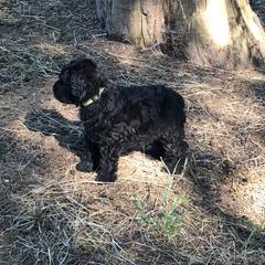 Bouvier des Flandres and Rat Terrier Puppies from DHart Farm & Kennel