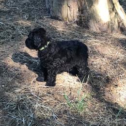 Bouvier des Flandres and Rat Terrier Puppies from DHart Farm & Kennel