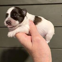 Honor - Parti female Miniature Schnauzer puppy in Silver Creek, Mississippi from Mamie’s Minis, LLC