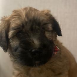 Boy 2 - Soft Coated Wheaten Terrier puppy in Phoenix, Arizona from Arizona Desert Gold Wheatens