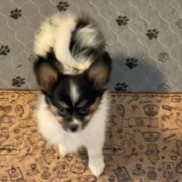 Angel - White black and tan female Papillon puppy in Central Florida, Florida from Sunshine Papillons