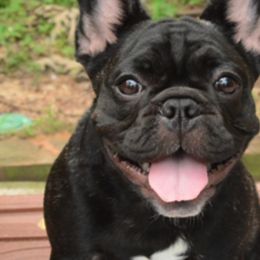 French Bulldogs from StarCreek Frenchies