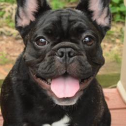 French Bulldogs from StarCreek Frenchies