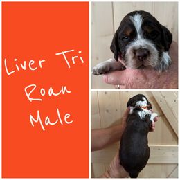 Orange - Tri-Roan male English Springer Spaniel puppy in Godley, Texas from Legacy Springer Spaniels
