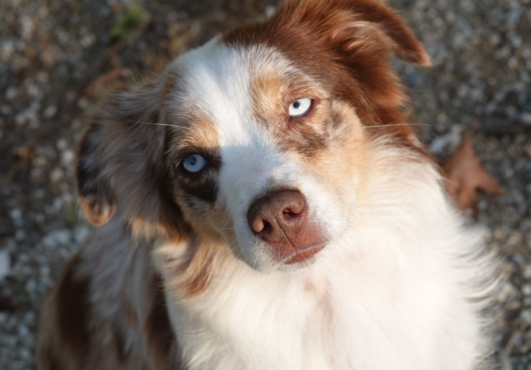 Ashby Lou Aussies in New Hampshire | Miniature Australian Shepherd and ...